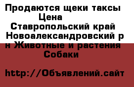 Продаются щеки таксы. › Цена ­ 1 000 - Ставропольский край, Новоалександровский р-н Животные и растения » Собаки   